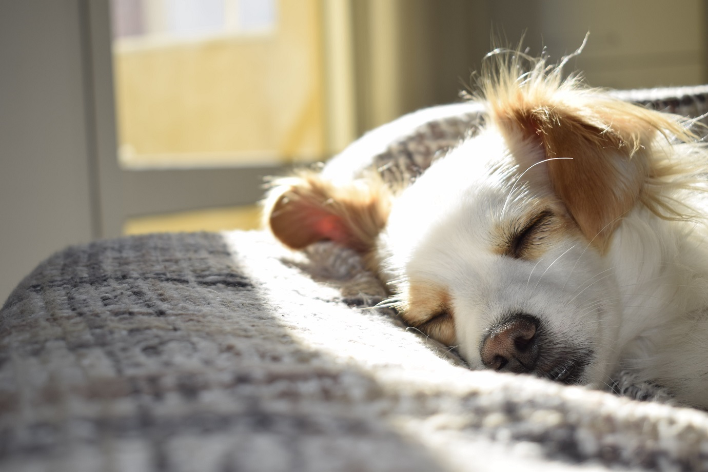 An In-Depth Guide to Caring for Your Family Pet