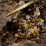 Termite Control Methods
