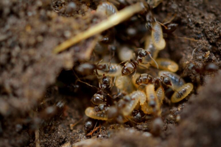 Termite Control Methods