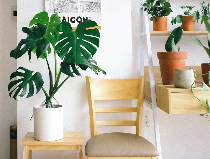 Great reasons to invest in indoor plant hire in an office