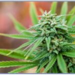 Elevate Your Garden with Marijuana Seeds for Sale at Growers Choice Seeds