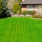 Picture-Perfect Green: Tips for Maintaining a Beautiful Lawn