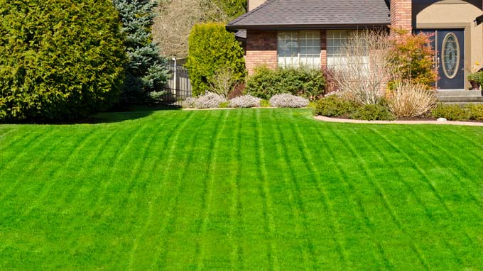 Picture-Perfect Green: Tips for Maintaining a Beautiful Lawn