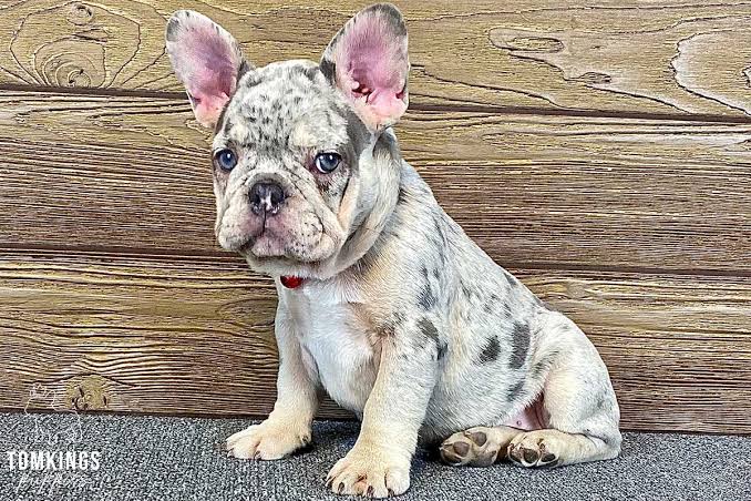 Finding Your Furry Companion: Where To Look For French Bulldogs For Sale In Atlanta