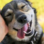 Dog Health Redefined: How CBD is Changing the Game