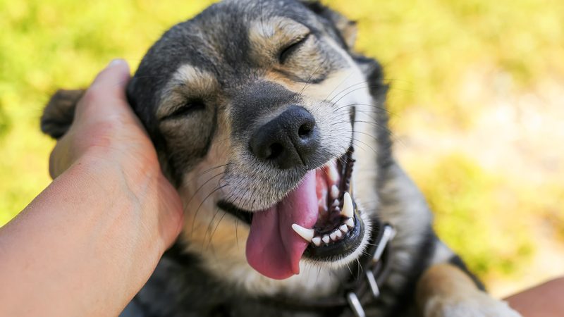 Dog Health Redefined: How CBD is Changing the Game