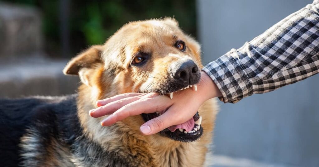 Salt Lake City Dog Bite Case