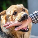 Salt Lake City Dog Bite Case