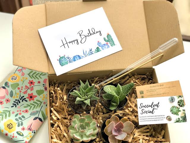 Succulent Care Guide in Gift Boxes