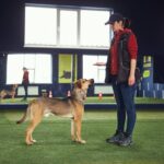 The Advantages of Internet-Based Promotion for Right Marketing for Dog Trainers: Expanding Their Audience