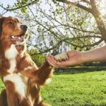 Breed-Specific Puppy Training Techniques: Tailoring Training to Your Dog’s Needs