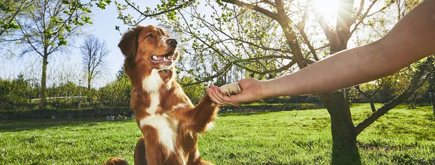 Breed-Specific Puppy Training Techniques: Tailoring Training to Your Dog’s Needs