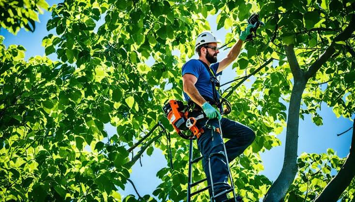 How Professional Tree Pruning Enhances Tree Health and Growth