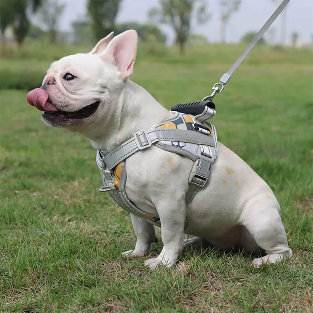 Working Of French Bulldog Harnesses & Essential Techniques For Improved Control & Comfort