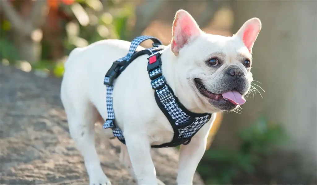 French Bulldog Essentials