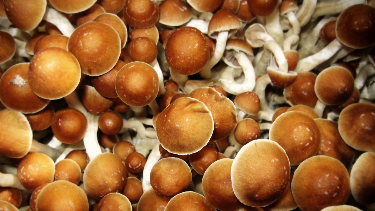 Magic Mushrooms