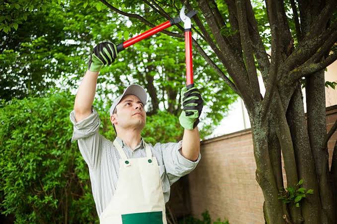 Top 10 Tips For Tree Trimming & Pruning Services?
