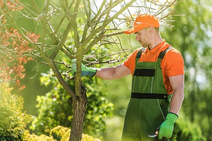 3 Reasons To Hire A Professional For Tree Removal