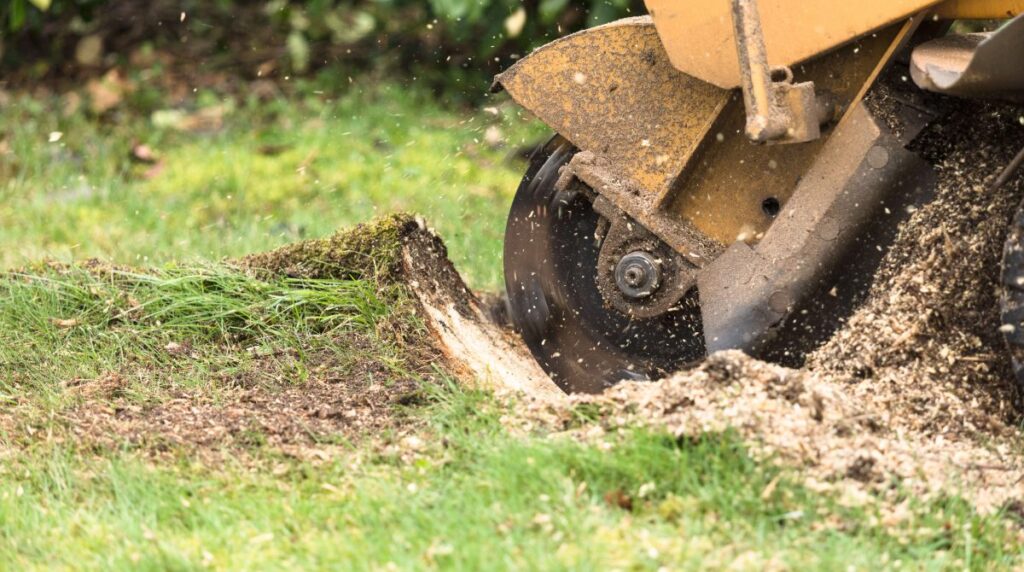 Stump Grinding: Necessary Post-Removal Service