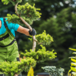 Embracing Excellence in Tree Services: A Spotlight on Bellarine