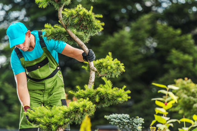 Embracing Excellence in Tree Services: A Spotlight on Bellarine