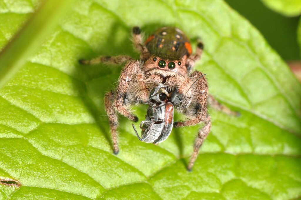 Mind-Blowing Facts About Jumping Spiders