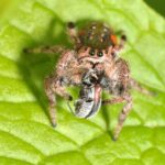 Mind-Blowing Facts About Jumping Spiders