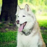 How To Choose the Right Dog Boarding Facility?