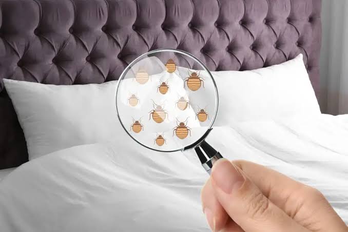 What Are The Best Ways To Exterminate Bed Bugs?