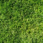 Artificial Turf or Natural Lawn: Which One is Perfect for You?