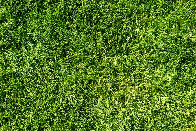 Artificial Turf or Natural Lawn: Which One is Perfect for You?