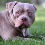 Sorting out Bully Breed Canines: Uncovering Dreams and Looking at the Real World