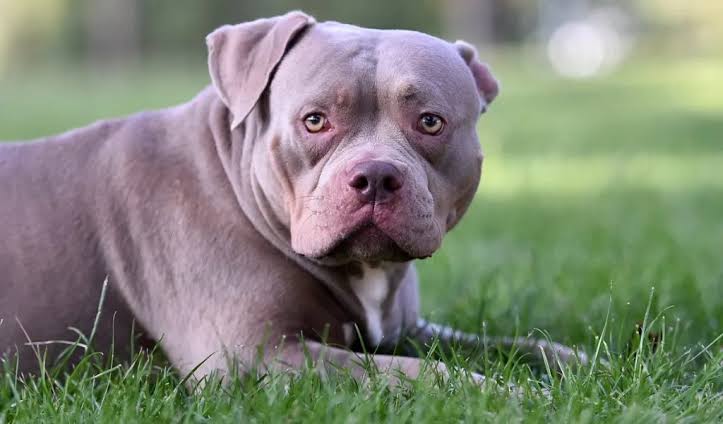 Sorting out Bully Breed Canines: Uncovering Dreams and Looking at the Real World