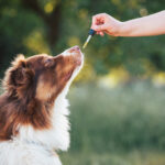 Anxiety To Arthritis: CBD Pet Treats For Common Ailments