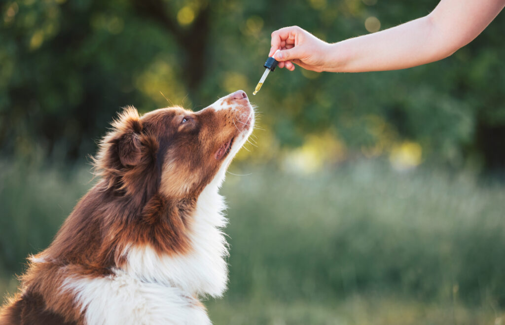 Anxiety To Arthritis: CBD Pet Treats For Common Ailments