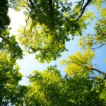 Why Professional Tree Services Are Crucial for Businesses