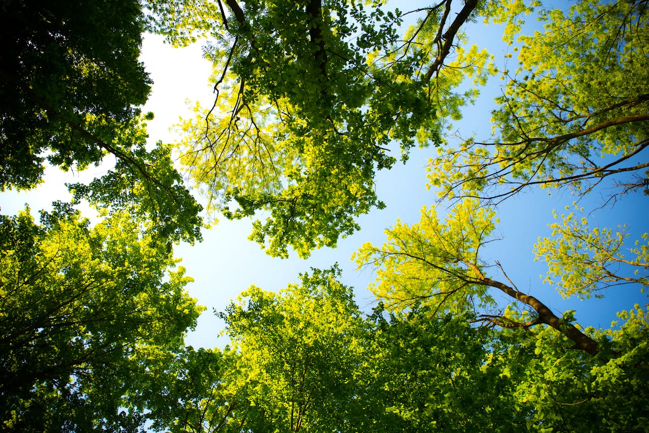 Why Professional Tree Services Are Crucial for Businesses