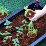 The Environmental Benefits of Using Coconut Coir for Plants and Why It Matters to PlantBest