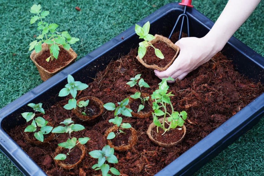 The Environmental Benefits of Using Coconut Coir for Plants and Why It Matters to PlantBest