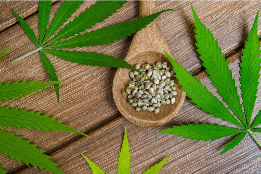 Why You Should Consider Using Regular Cannabis Seeds – 5 Important Reasons!