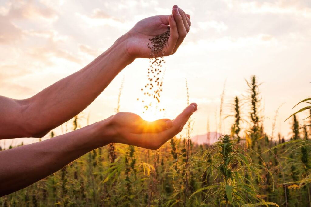 Plants from regular weed seeds are more resilient!