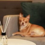 Navigating the World of Essential Oils for Pet Owners