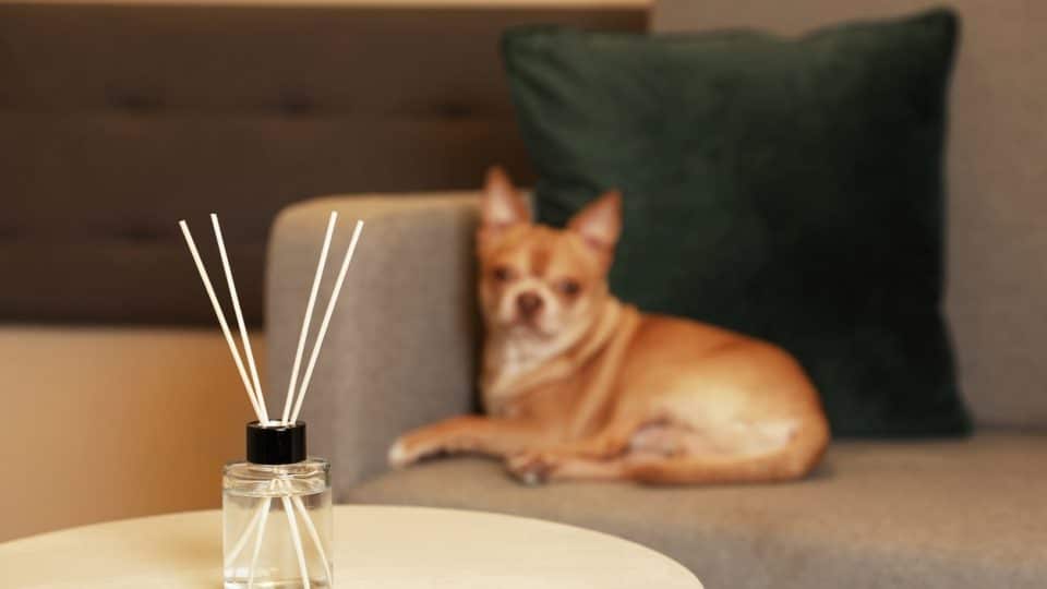 Navigating the World of Essential Oils for Pet Owners