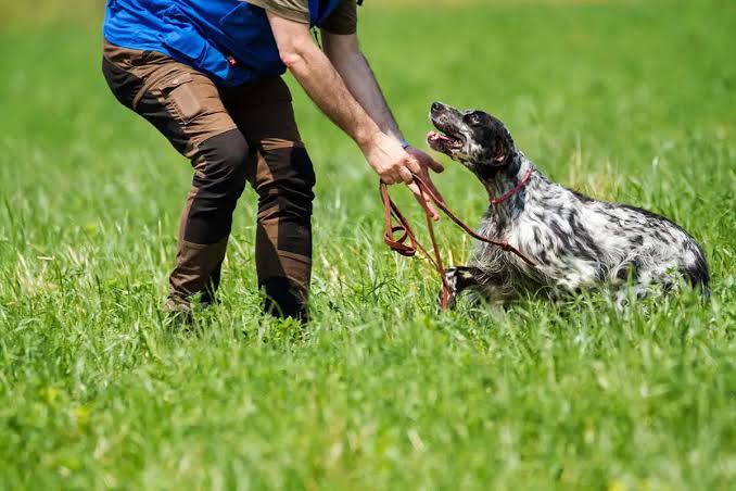 Why Individuals Consider Bird Dog Outdoor’s Gear Collection