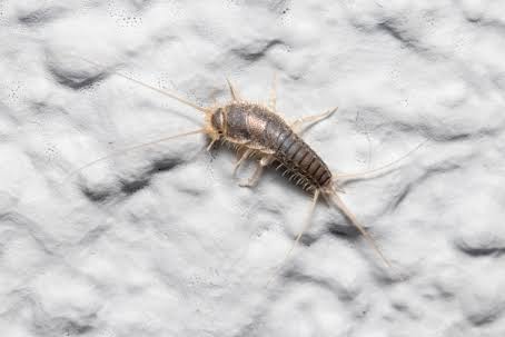 Norway’s Success in Silverfish Control: Unveiling an Effective Strategy
