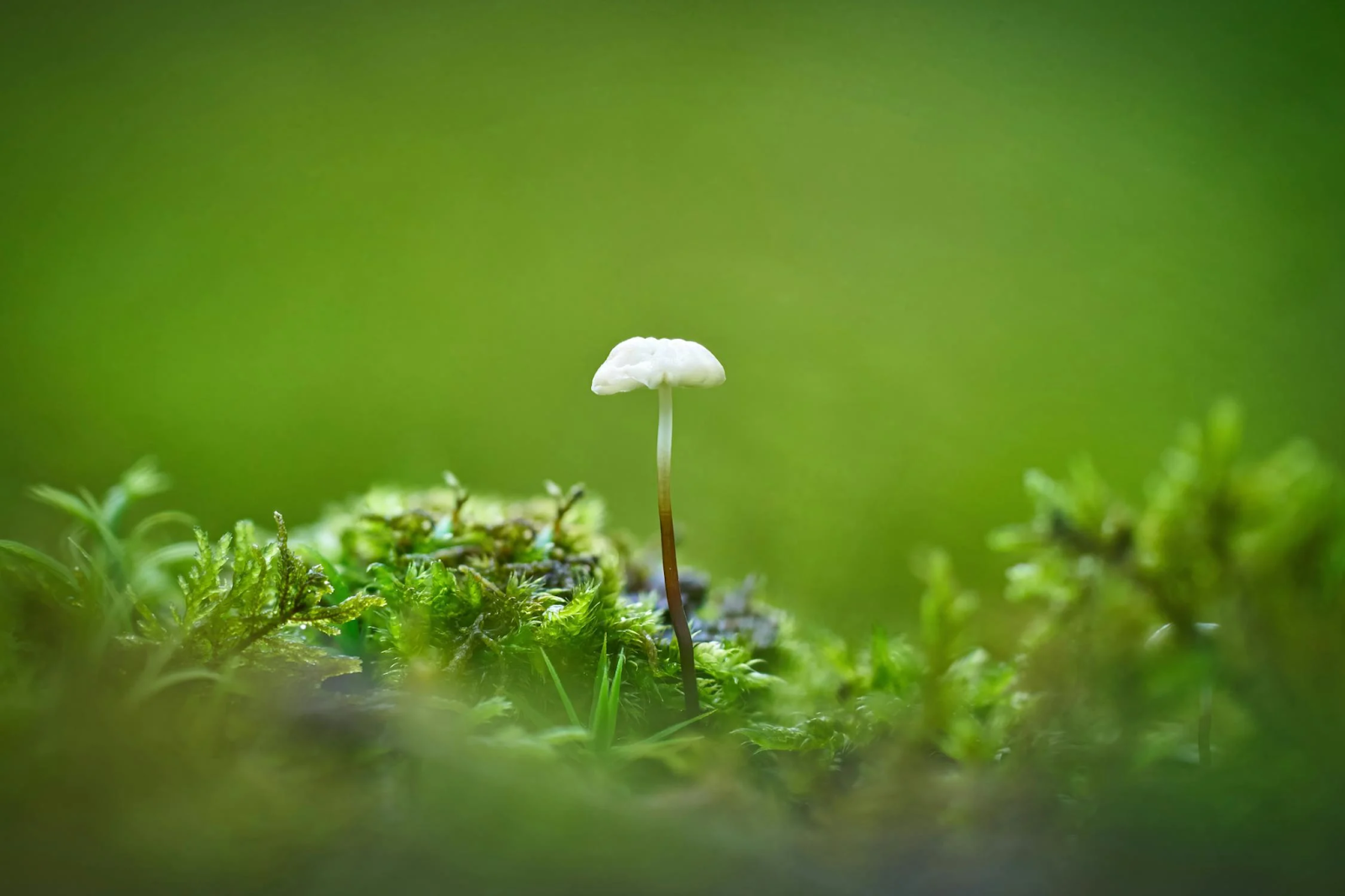 Benefits of Mushroom Supplements for Health