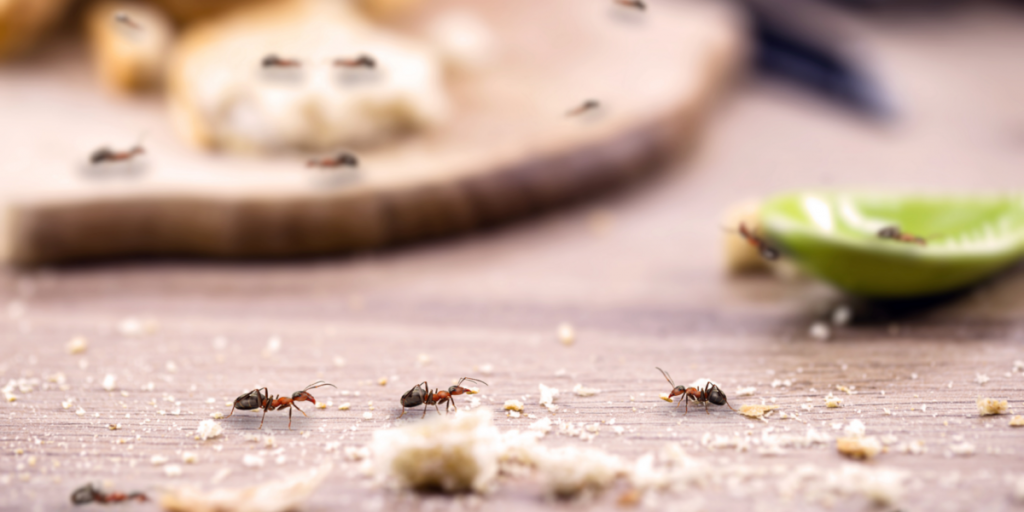 Dealing with Ant Infestation: Threats, Causes, and Prevention