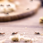 Dealing with Ant Infestation: Threats, Causes, and Prevention