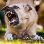 Stubborn Dog Behavior and the Challenges of Training