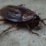 Why DIY Pest Control May Not Always Work